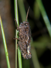 Acrophymus cuspidatus