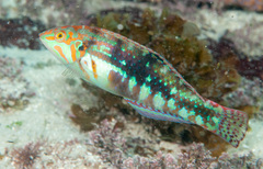 Halichoeres nebulosus