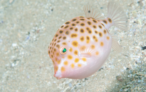 Smooth boxfish (Anoplocapros inermis) — Aracanidae