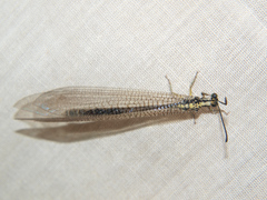 Banyutus