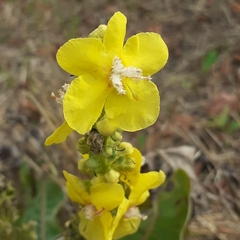 Verbascum