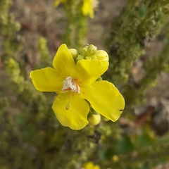 Verbascum