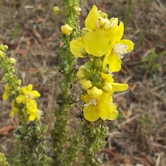 Verbascum