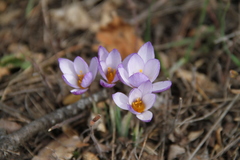 Crocus tauricus