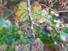 Andricus infectorius