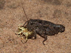 Acrophymus cuspidatus