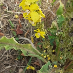 Verbascum