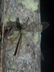 Gymnoleon
