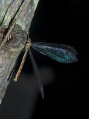 Gymnoleon