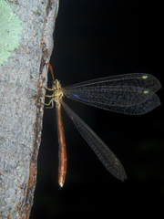 Macronemurus