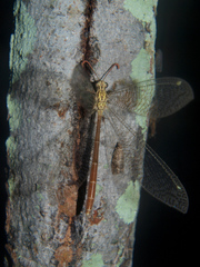 Macronemurus