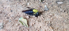 Xylocopa ruficornis