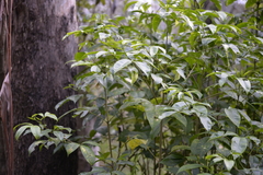 Melicope elleryana