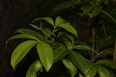 Melicope elleryana