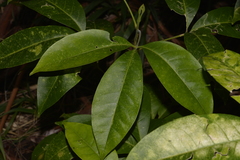 Melicope elleryana