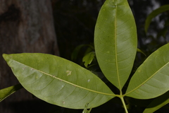 Melicope elleryana