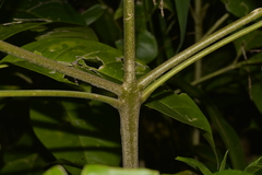 Melicope elleryana