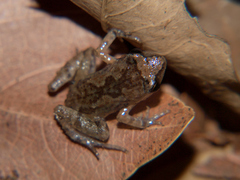 Arthroleptis xenodactyloides