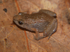 Arthroleptis xenochirus