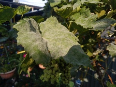Phyllactinia ampelopsidis