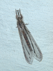 Centroclisis brachygaster