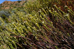Phylica montana