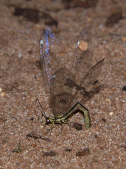 Banyutus