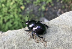 Trypocopris vernalis