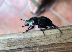 Trypocopris vernalis