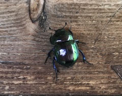 Trypocopris vernalis