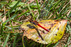Sympetrum darwinianum