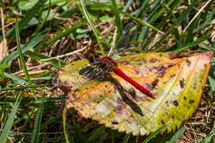 Sympetrum darwinianum