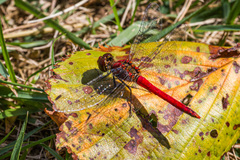 Sympetrum darwinianum