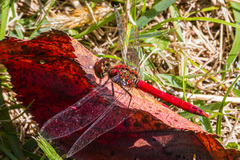 Sympetrum darwinianum