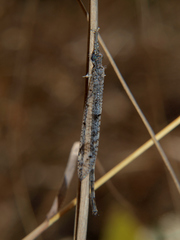 Neuroleon distinctus