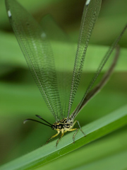 Banyutus lethalis