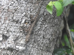 Hemidactylus platycephalus