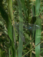 Banyutus lethalis