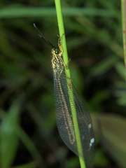 Banyutus lethalis