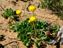 Othonna taraxacoides