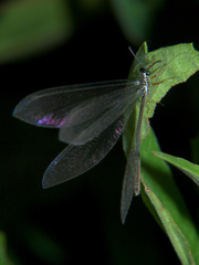 Myrmeleon lethifer