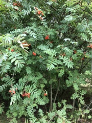 Sorbus aucuparia