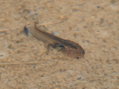 Xenopus