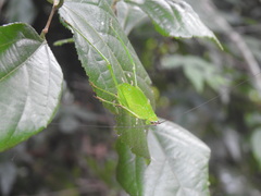 Debrona cervina