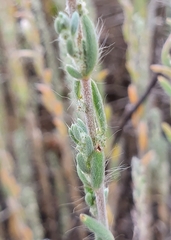 Willemetia (Willemetia)