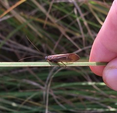 Anabolia