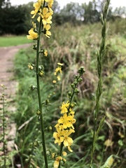 Agrimonia eupatoria