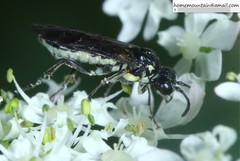 Tenthredo brachycera