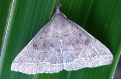 Zanclognatha zelleralis