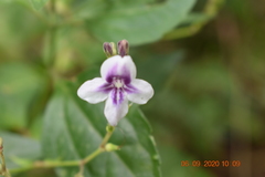 Asystasia indica